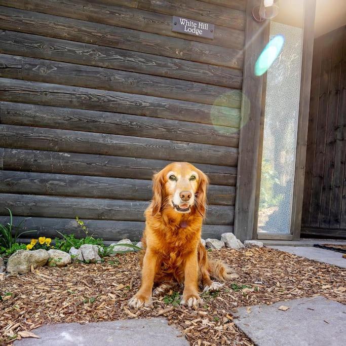 White Hill Lodge - Rustic Cabin Set In A Stunning Meadow Sevenoaks Eksteriør billede